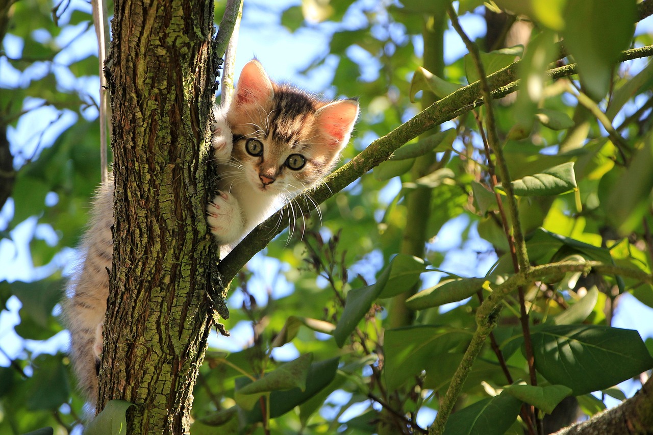 Happy Cat